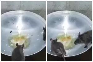 Cuma pakai 2 bahan makanan, ini cara bikin jebakan tikus efektif biar tak lagi berkeliaran di rumah 