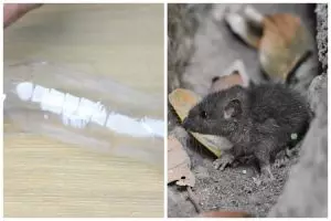 Cuma modal 2 sampah dapur, ini cara bikin perangkap tikus sederhana