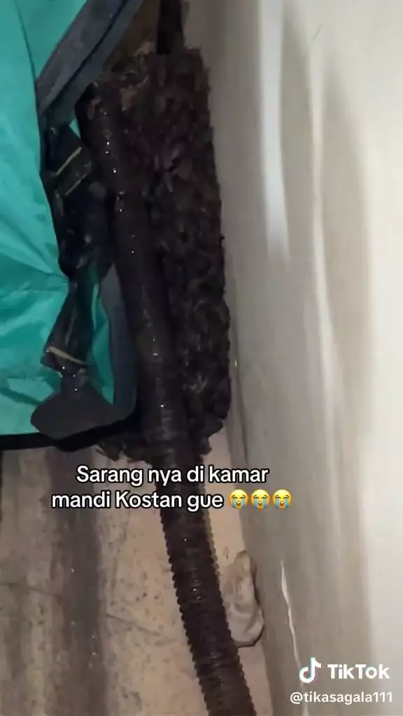 Sarang lebah bejibun di kamar mandi © TikTok Sarang lebah bejibun di kamar mandi © TikTok