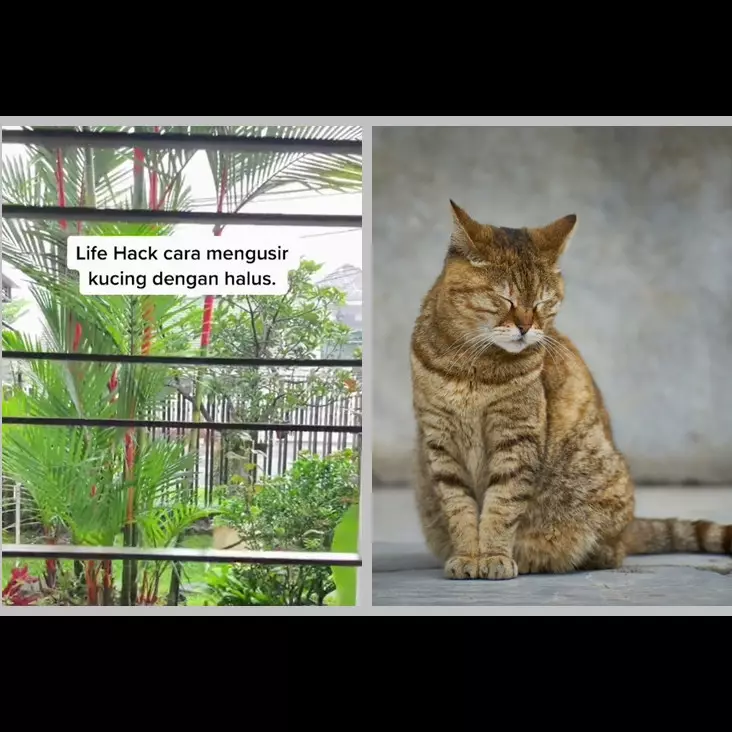 Trik mudah mengusir kucing cuma pakai 1 sampah dapur, ampuh tanpa perlu menyakiti
