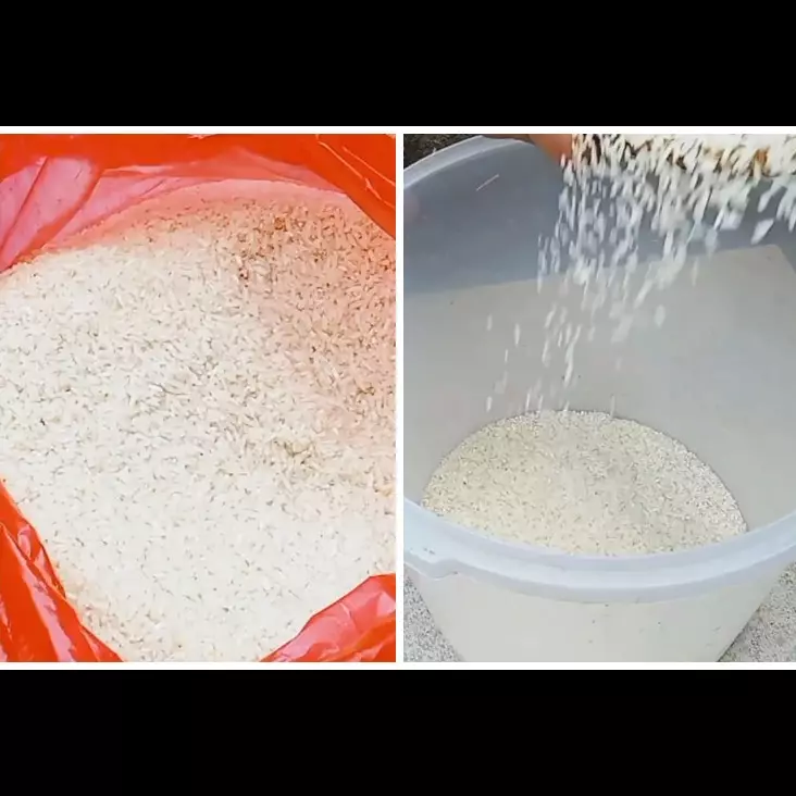 Cuma pakai 1 jenis daun, begini trik menyimpan beras agar bebas kutu dan tak bau apek
