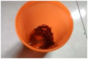 Tanpa kopi atau nasi, ini trik bikin jebakan cicak simpel dan ampuh cuma pakai 2 bahan dapur