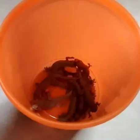 Tanpa kopi atau nasi, ini trik bikin jebakan cicak simpel dan ampuh cuma pakai 2 bahan dapur