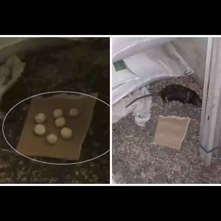 Lebih alami dan ampuh, ini cara jitu meracik racun tikus pakai 2 bahan dapur