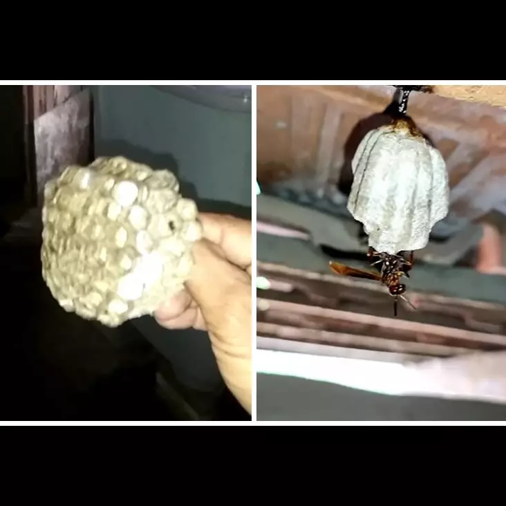 Cara cepat dan aman basmi sarang tawon tanpa tersengat, cukup pakai 1 bahan dapur