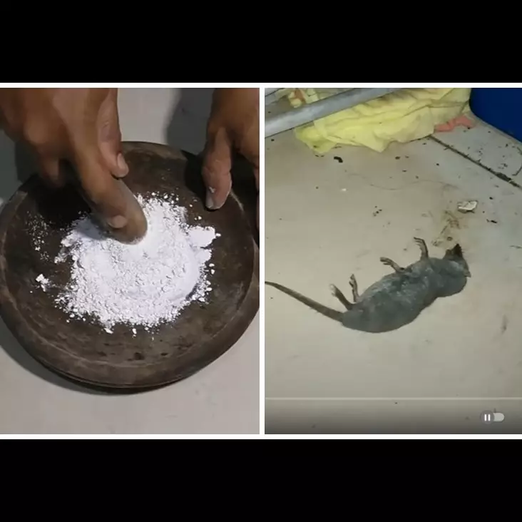 Tanpa bikin perangkap, ini cara membasmi tikus di dapur pakai tambahan 1 bahan makanan
