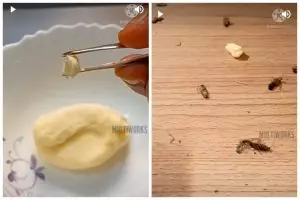 Tanpa diberi air, begini cara buat racun pembasmi kecoak dengan 1 bahan makanan