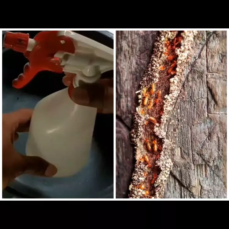 Alami pakai 3 bahan dapur, begini trik ampuh basmi rayap hingga tuntas di perabot kayu