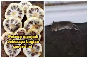 Tak perlu pakai racun, begini trik membasmi tikus pakai 1 jenis buah