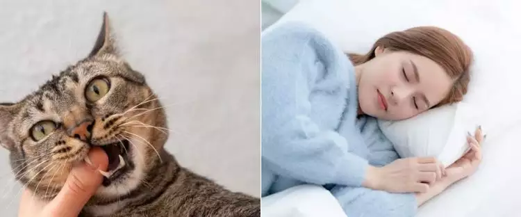11 Arti mimpi digigit kucing menurut primbon Jawa, bisa jadi isyarat dapat kesempatan baik