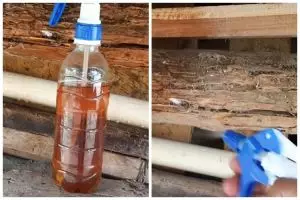 Jangan cuma pakai garam, ini cara bikin obat pembasmi rayap dengan tambahan 1 bahan sederhana