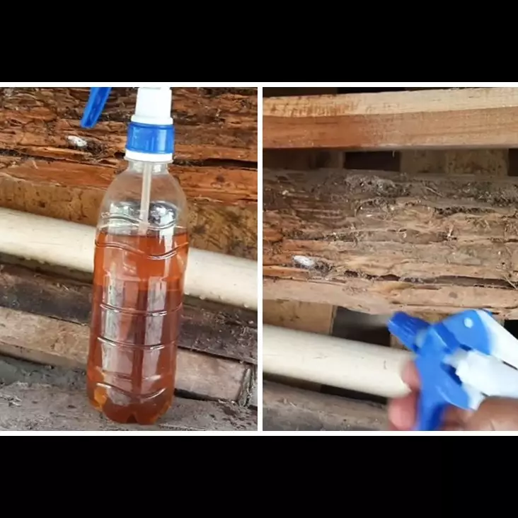 Jangan cuma pakai garam, ini cara bikin obat pembasmi rayap dengan tambahan 1 bahan sederhana