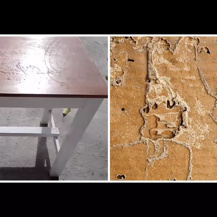 Cara alami mengusir rayap hingga tuntas di pintu dan meja kayu, ampuh pakai 2 bahan dapur