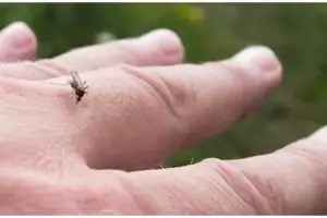 Bukan hanya oatmeal, ini trik pudarkan noda hitam di tangan akibat gigitan serangga pakai 1 jenis daun