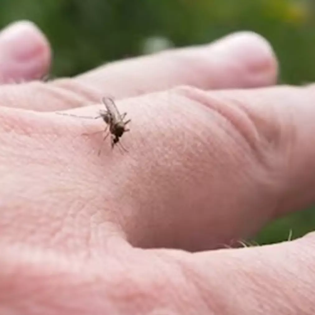 Bukan hanya oatmeal, ini trik pudarkan noda hitam di tangan akibat gigitan serangga pakai 1 jenis daun