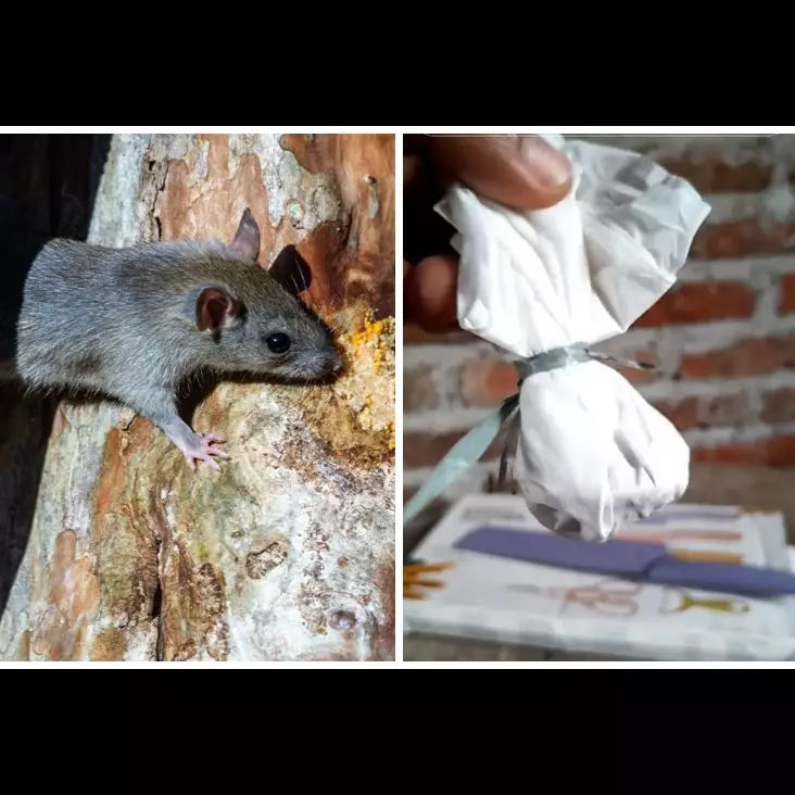 Cuma pakai 1 bumbu dapur, begini cara alami mengusir tikus dari rumah tanpa bikin perangkap