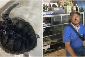 Kisah Sarwidi dulu pemburu kini dedikasikan hidup demi kelestarian penyu Pantai Pelangi Bantul