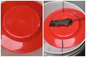 Cara bikin perangkap tikus sederhana, ampuh dengan bantuan 1 alat dan bahan dapur