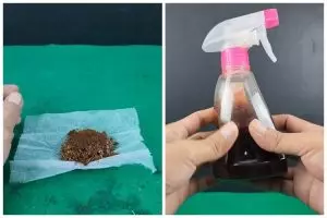 Tak perlu bikin perangkap, ini cara buat ramuan pengusir tikus cukup tambah 1 bahan minuman