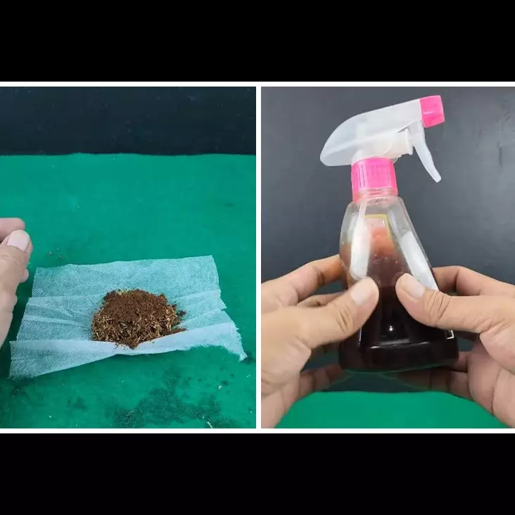 Tak perlu bikin perangkap, ini cara buat ramuan pengusir tikus cukup tambah 1 bahan minuman