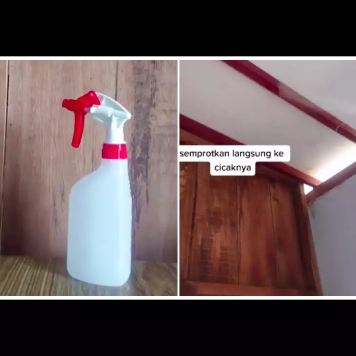Tanpa lada bubuk, ini cara mudah membuat cairan pengusir cicak cuma pakai 2 bahan dapur