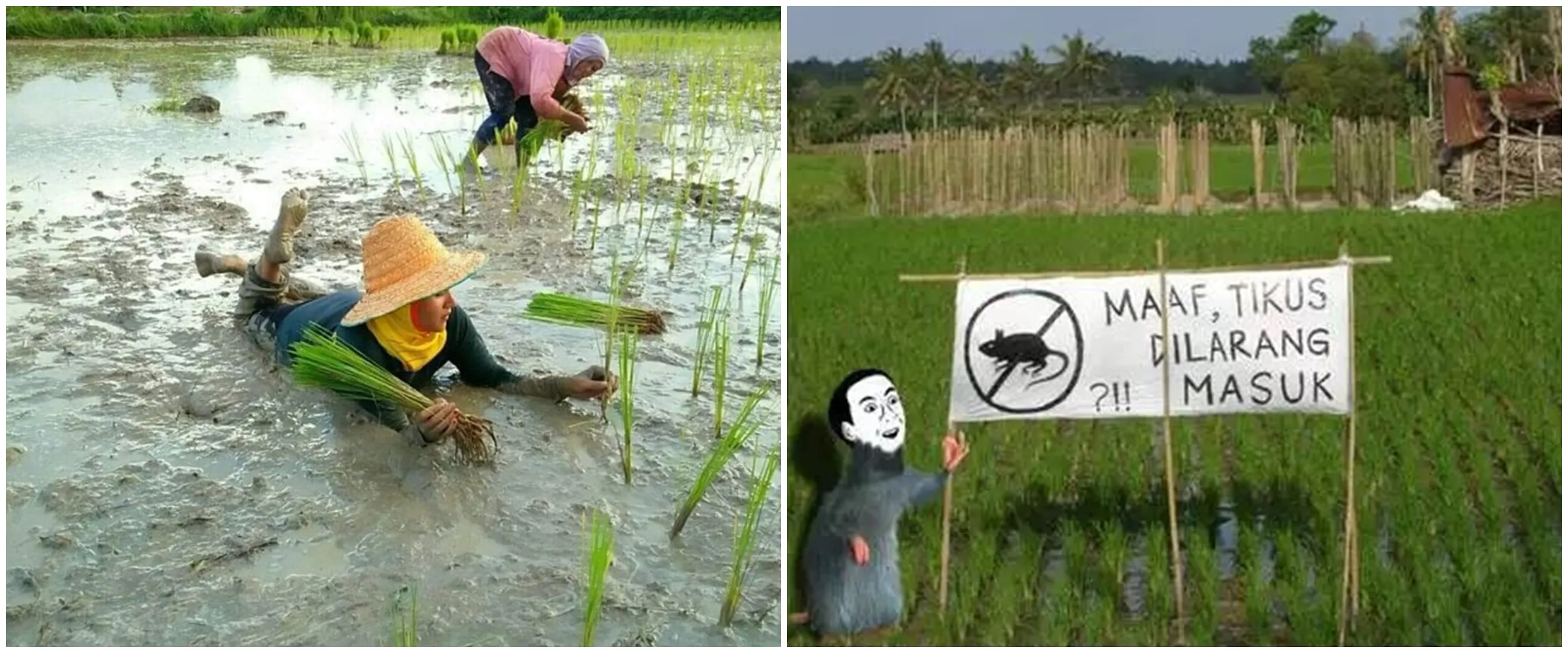 13 Potret kocak kelakuan petani saat musim tanam ini malah absurd, menghibur diri saat panas-panasan