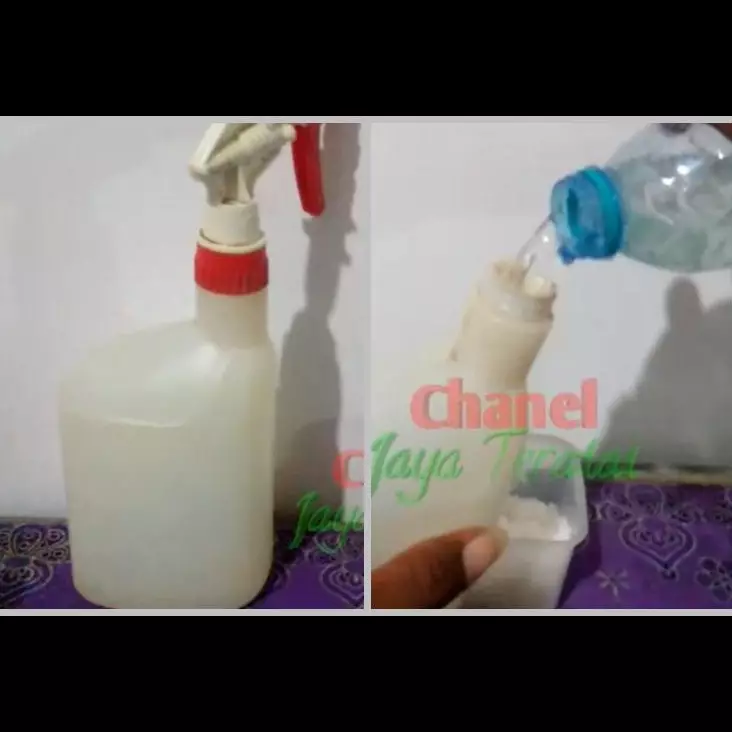 Modal 3 bahan dapur, begini cara mengusir tokek tanpa perlu menyentuh atau bikin perangkap