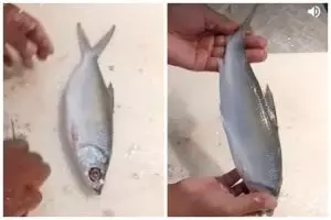 Cepat meski tanpa pisau, ini trik membersihkan sisik ikan pakai 1 alat dapur