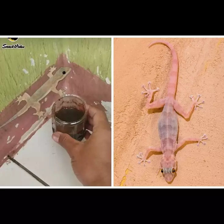 Bukan pakai lada, begini cara bikin perangkap cicak yang alami dan ampuh pakai 3 bahan dapur