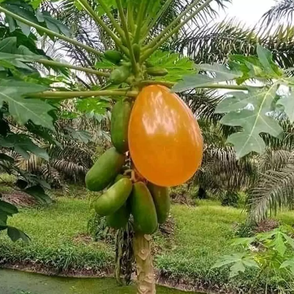 11 Potret kocak penampakan nyeleneh di pohon ini bikin dahi berkerut, ada-ada aja warga +62