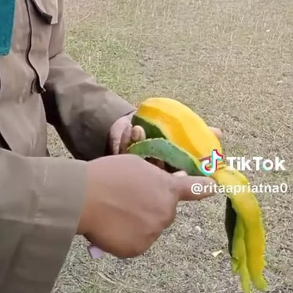 Cara wanita kupas mangga nggak pakai pisau ini sulit ditiru, skillnya di luar nalar