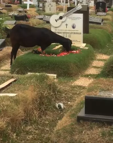 Momen kambing makan bunga di atas makam Glenn Fredly TikTok