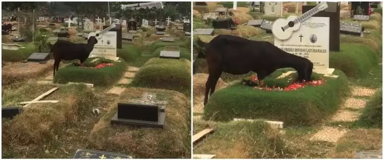 Momen kambing makan bunga di atas makam Glenn Fredly ini viral, posisi kakinya tuai sorotan