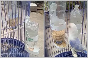 Tak perlu beli baru, ini cara bikin tempat pakan burung agar tak mudah tumpah pakai 1 sampah dapur