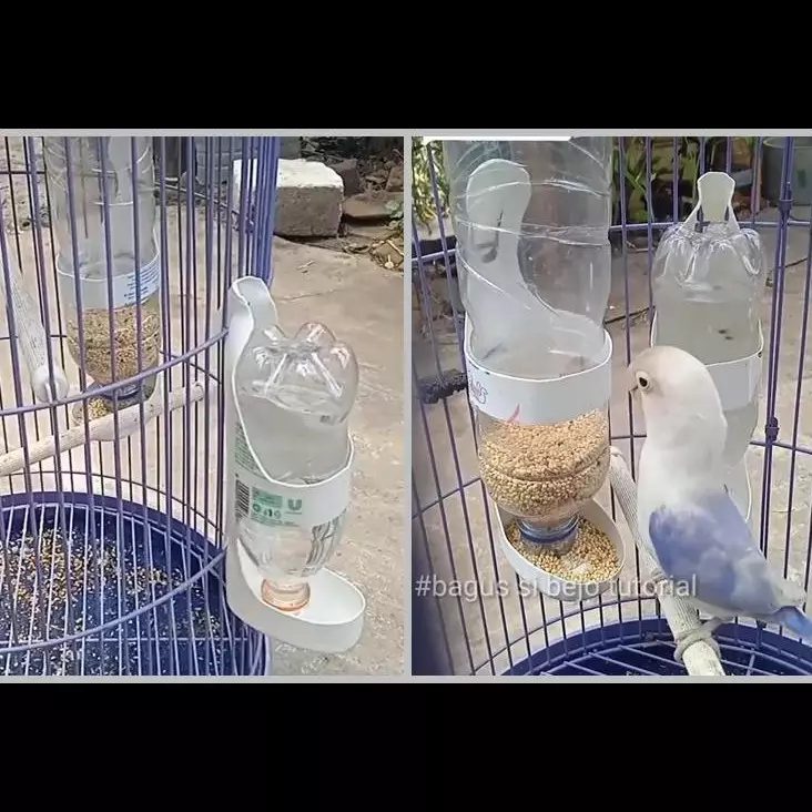 Tak perlu beli baru, ini cara bikin tempat pakan burung agar tak mudah tumpah pakai 1 sampah dapur