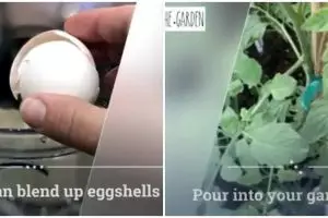 Jangan dibuang, begini cara memanfaatkan kulit telur untuk menyuburkan tanaman hanya modal blender