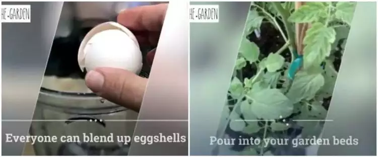 Jangan dibuang, begini cara memanfaatkan kulit telur untuk menyuburkan tanaman hanya modal blender