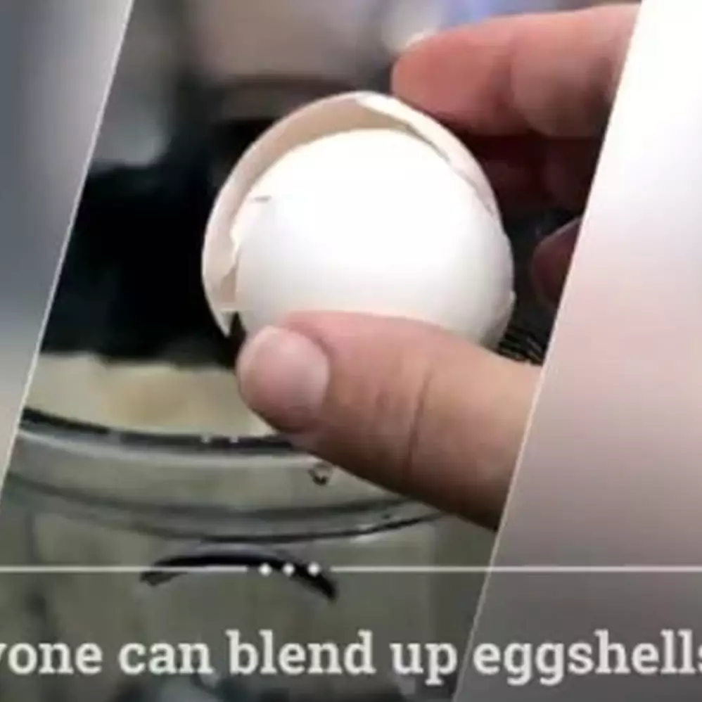 Jangan dibuang, begini cara memanfaatkan kulit telur untuk menyuburkan tanaman hanya modal blender