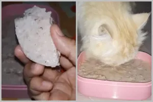 Modal Rp10.000, ini cara bikin makanan kucing agar cepat gemuk dan bulu tebal pakai 1 bahan masakan