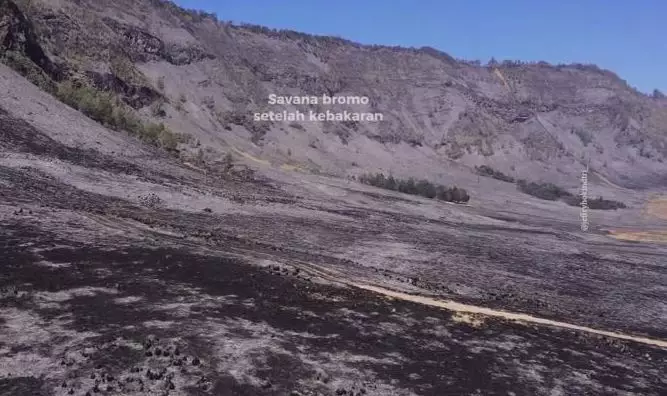 potret terkini padang savana Bromo usai terbakar terkena flare Berbagai sumber