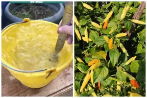 Tanpa diberi garam, ini trik merawat tanaman cabai agar subur dan berbuah lebat pakai 1 bumbu dapur