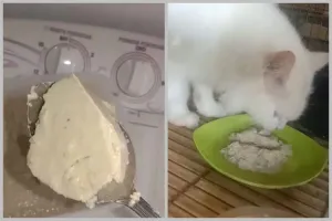 Modal Rp7.000, begini cara bikin makanan kucing agar cepat gemuk cuma pakai 2 bahan makanan