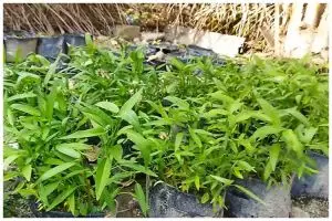 Tanpa pupuk kimia, begini cara merawat tanaman kangkung agar subur, antilayu, dan panen dalam 15 hari