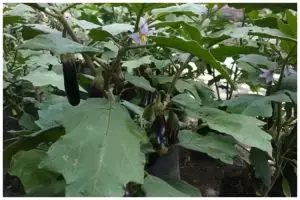 Tak perlu micin, ini trik merawat pohon terong agar subur dan terhindar dari hama pakai 1 bumbu dapur