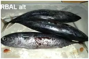 Tanpa garam atau cuka, ini cara menghilangkan formalin pada ikan segar pakai 1 bahan dapur