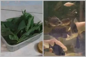 Bukan roti tawar, ini cara bikin makanan ikan hias yang tak mengotori air cuma pakai 1 jenis sayuran