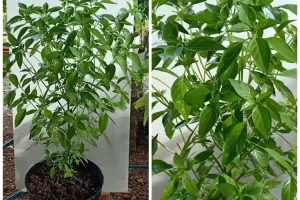 Cuma pakai 2 bahan dapur, ini trik agar tanaman daun kemangi makin rimbun dan daunnya tak menghitam