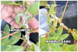 Tanpa sabun cuci piring, ini trik mengusir kutu, tungau, dan ulat pada tanaman pakai 1 bahan dapur