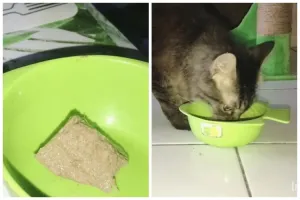 Modal Rp15 ribu untuk 1 bulan, ini trik bikin makanan kucing supaya cepat gemuk dan sehat