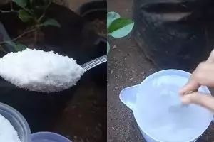 Bukan pakai air beras, ini trik merawat tanaman jeruk purut agar subur dan rimbun mengandalkan 1 bumbu